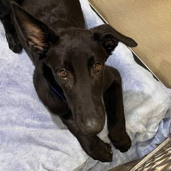 AK1040 Tucker -  Mixed Breed Dog for Adoption in Port Washington, New York - AK1040 Tucker | PetCurious