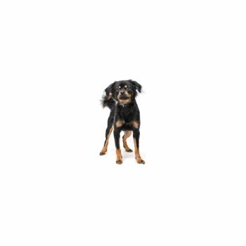 Bruno -  Mixed Breed Dog for Adoption in Los Angeles, California - Bruno | PetCurious
