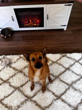 Rescue Mixed Breed Dogs for Adoption in Chesapeake Beach, Maryland - Renny | PetCurious