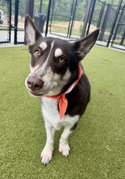Tucker -  Mixed Breed Dog for Adoption in Atlanta, Georgia - Tucker | PetCurious