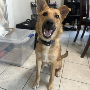 Violet -  Shepherd and Mixed Breed Dog for Adoption in Tulsa, Oklahoma - Violet | PetCurious