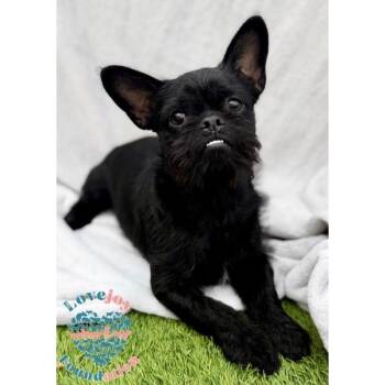 Dexter COH -  French Bulldog and Yorkshire Terrier Dog for Adoption in Inglewood, California - Dexter COH | PetCurious