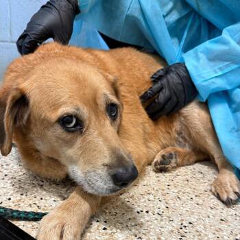 Rescue Mixed Breed Dogs for Adoption in Loxahatchee Groves, Florida - Sista 5651 | PetCurious