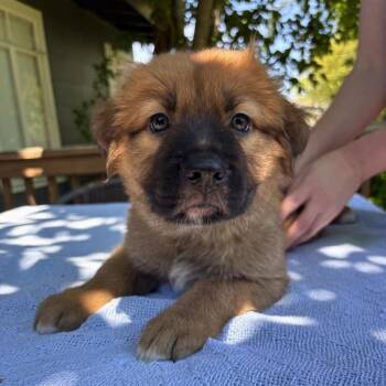 Belgian Shepherd Malinois and German Shepherd Dog Dogs Available for Adoption in San Antonio, Texas - Roxie | PetCurious