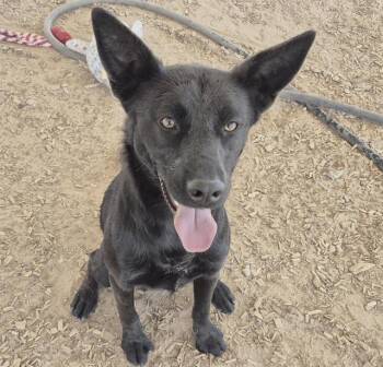LICORICE -  Labrador Retriever and Mixed Breed Dog for Adoption in Albuquerque, New Mexico - LICORICE | PetCurious