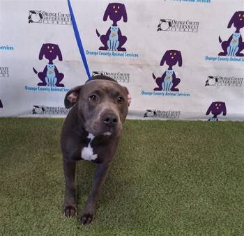 Rescue Pit Bull Terrier and Mixed Breed Dogs for Adoption in Orlando, Florida - A582260 | PetCurious