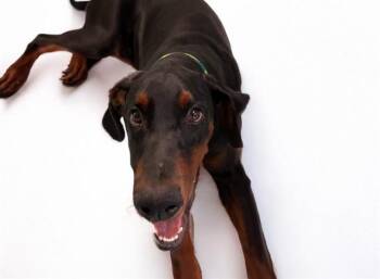 DANTE -  Doberman Pinscher Dog for Adoption in Fort Lauderdale, Florida - DANTE | PetCurious