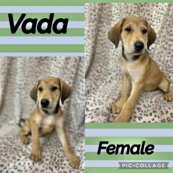 Vada -  Labrador Retriever Dog for Adoption in Manchester, Connecticut - Vada | PetCurious