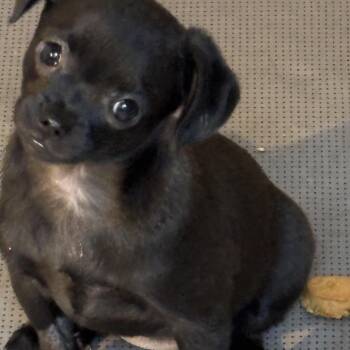 Pippa -  Pug and Chihuahua Dog for Adoption in Ephrata, Washington - Pippa | PetCurious