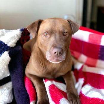 Terrier and Labrador Retriever Dogs Available for Adoption - Genevieve | PetCurious