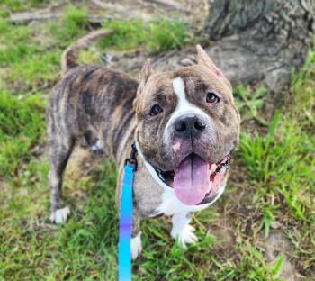 Staffordshire Bull Terrier and Mixed Breed Dogs Available for Adoption in Minneapolis, Minnesota - EUGENE | PetCurious