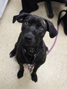 Rescue Mixed Breed Dogs for Adoption in Watkinsville, Georgia - Xena | PetCurious