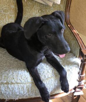 Bambam -  Black Labrador Retriever Dog for Adoption in Holly Springs, Mississippi - Bambam | PetCurious