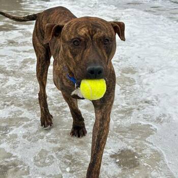 Mixed Breed and Pit Bull Terrier Dogs Available for Adoption - Finn | PetCurious