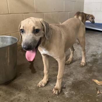 Darla Duke -  Weimaraner and Mixed Breed Dog for Adoption in Edinburg, Texas - Darla Duke | PetCurious