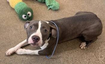 Ally -  Pit Bull Terrier Dog for Adoption in Cleveland, Ohio - Ally | PetCurious