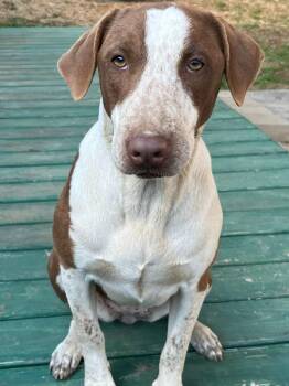 Mixed Breed Dogs Available for Adoption - Cinnamon | PetCurious