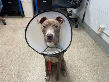 Rescue Mixed Breed Dogs for Adoption in New York, New York - Didgeridoo | PetCurious