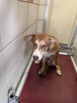 CARVER -  Labrador Retriever and Mixed Breed Dog for Adoption in Corpus Christi, Texas - CARVER | PetCurious