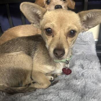 KENDALL -  Terrier and Chihuahua Dog for Adoption in Richmond, California - KENDALL | PetCurious