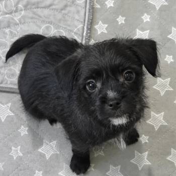 Monkey Bread -  Mixed Breed Dog for Adoption in Fredericksburg, Virginia - Monkey Bread | PetCurious