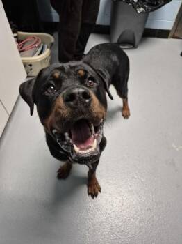 Pen 141 C -  Rottweiler Dog for Adoption in Lawrenceville, Georgia - Pen 141 C | PetCurious