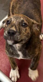 Lulu -  Basset Hound and Catahoula Leopard Dog Dog for Adoption in Elizabethton, Tennessee - Lulu | PetCurious