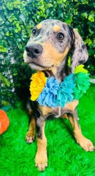 Riley -  Catahoula Leopard Dog Dog for Adoption in Lucas, Texas - Riley | PetCurious