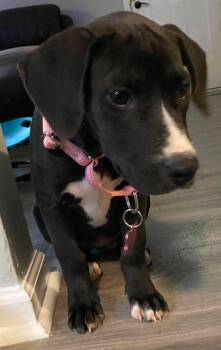 Wendy - W Litter -  Black Labrador Retriever Dog for Adoption in Sheboygan, Wisconsin - Wendy - W Litter | PetCurious
