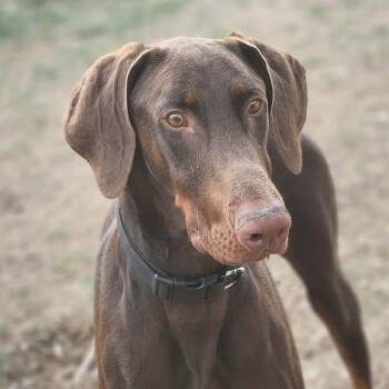 Doberman Pinscher Dogs Available for Adoption in Austin, Texas - Yeager Lll YC | PetCurious