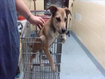 KITTY -  Pit Bull Terrier and Mixed Breed Dog Available for Adoption in Tulsa, Oklahoma - KITTY | PetCurious