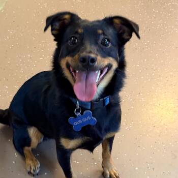 Gus Gus -  Dachshund Dog for Adoption in Belleville, Illinois - Gus Gus | PetCurious