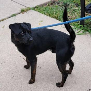 Jimmy Dean -  Mixed Breed Dog for Adoption in Baltimore, Maryland - Jimmy Dean | PetCurious