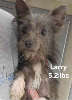 Larry -  Yorkshire Terrier Dog for Adoption in Salisbury, North Carolina - Larry | PetCurious