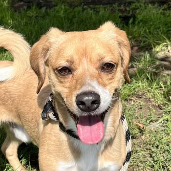 Peanut -  Beagle Dog for Adoption in East Hanover, New Jersey - Peanut | PetCurious