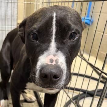 Albert -  Pit Bull Terrier Dog for Adoption in Birmingham, Alabama - Albert | PetCurious