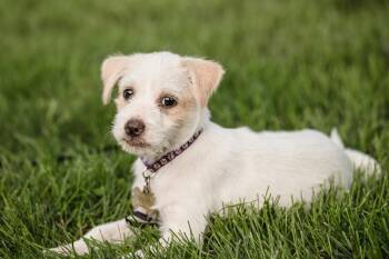 Manitoba -  Terrier Dog for Adoption in Waunakee, Wisconsin - Manitoba | PetCurious
