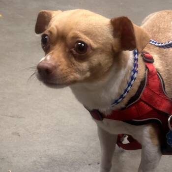 Tidbit -  Chihuahua Dog for Adoption in Allentown, Pennsylvania - Tidbit | PetCurious