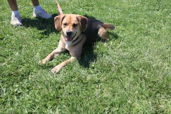 Beagle Dogs Available for Adoption in Goshen, Kentucky - Gomer - Paws Behind Bars Trained  | PetCurious
