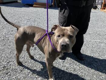 REY -  Pit Bull Terrier Dog Available for Adoption in Kent, Washington - REY | PetCurious