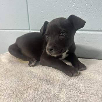 Black Mouth Cur and Great Dane Dogs Available for Adoption - Valor | PetCurious