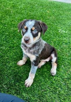 Australian Shepherd and Cattle Dog Dogs Available for Adoption in Phoenix, Arizona - Eco | PetCurious