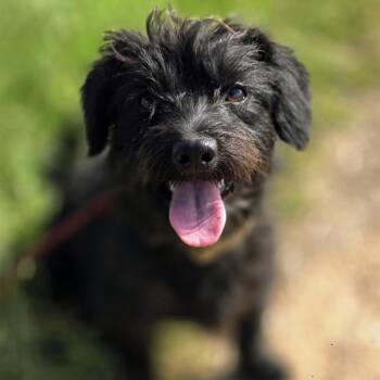 Toto -  Terrier Dog for Adoption in Sealy, Texas - Toto | PetCurious