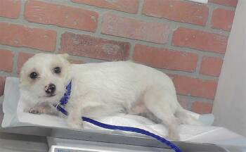 BEANS -  Chihuahua and Mixed Breed Dog for Adoption in Houston, Texas - BEANS | PetCurious