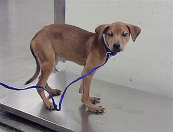 FAUNA -  Labrador Retriever and Mixed Breed Dog for Adoption in Houston, Texas - FAUNA | PetCurious