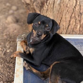 Daphne -  Chihuahua Dog for Adoption in St. Augustine, Florida - Daphne | PetCurious