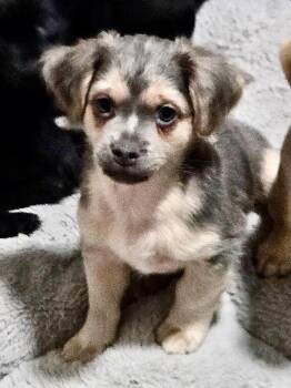 Milo-Fluffy Chi Mix Puppy! -  Chihuahua and Mixed Breed Dog for Adoption in Fort Myers, Florida - Milo-Fluffy Chi Mix Puppy! | PetCurious