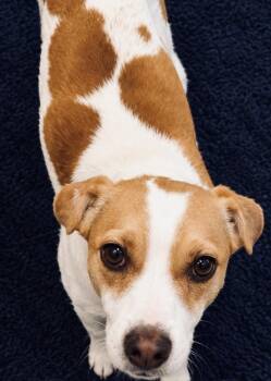 JACK -  Chihuahua and Jack Russell Terrier Dog for Adoption in Boston, Massachusetts - JACK | PetCurious
