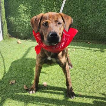Plott Hound Dogs Available for Adoption in Oak Point, Texas - Sarah | PetCurious