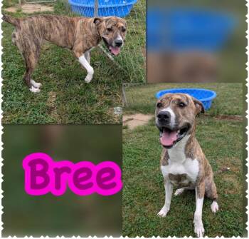Bree -  Pit Bull Terrier and Mixed Breed Dog for Adoption in Blountville, Tennessee - Bree | PetCurious
